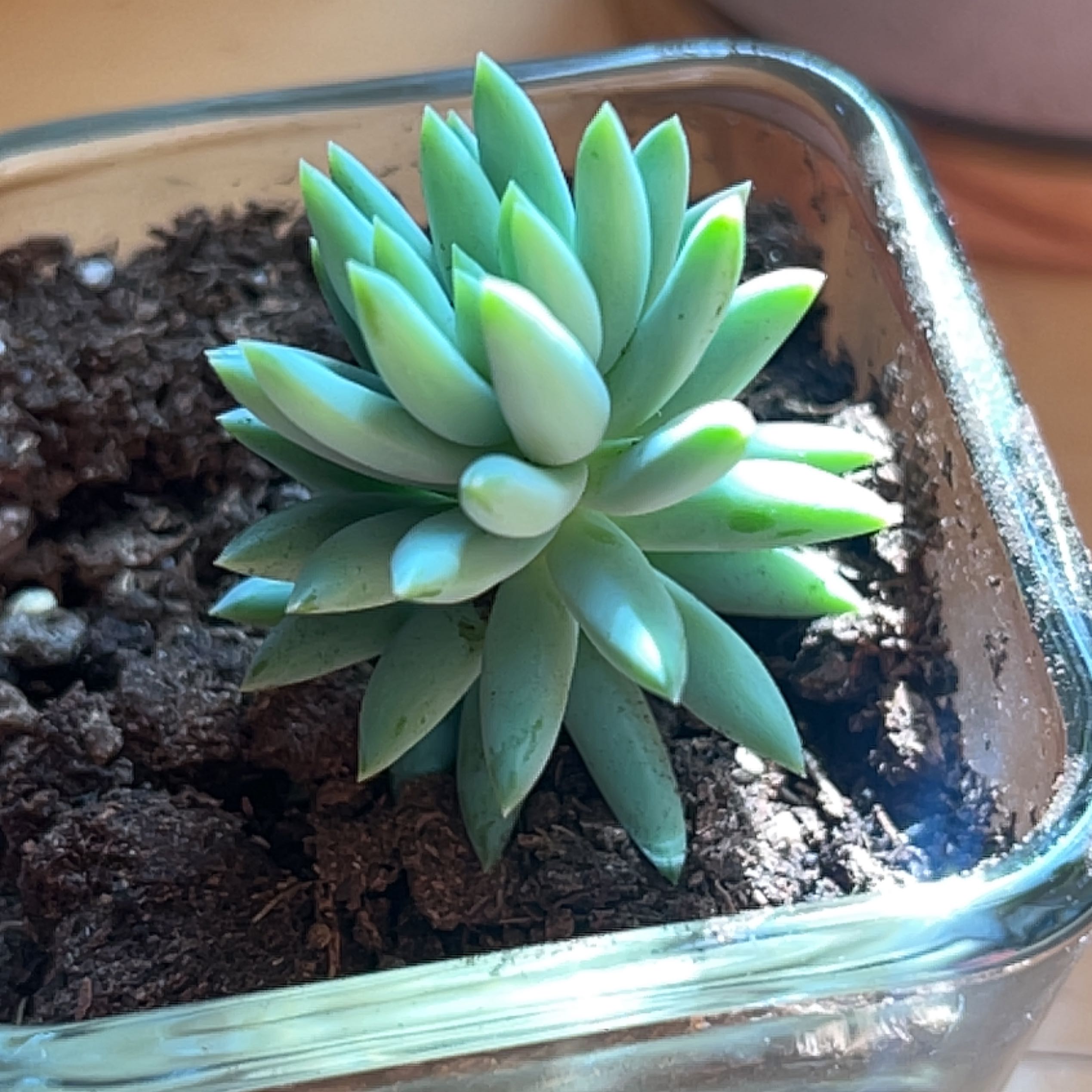 A healthy Pale Stonecrop succulent in a square glass container with visible soil.