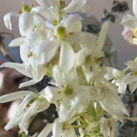Photo of the plant species Benzoil Tree by Mary named Apollo on Greg, the plant care app