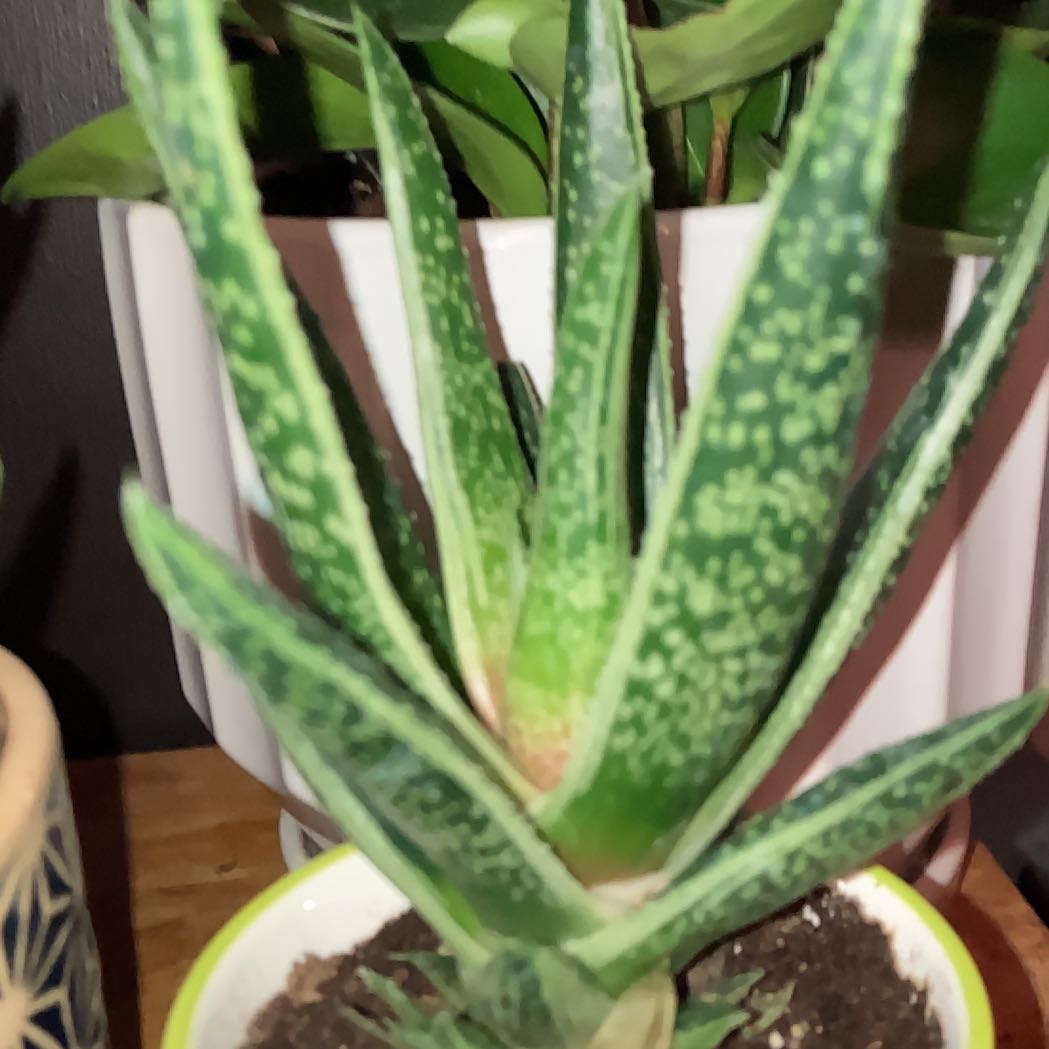 Photo of the plant species Gasteria Green Ice by Jenn named Foxxy on Greg, the plant care app