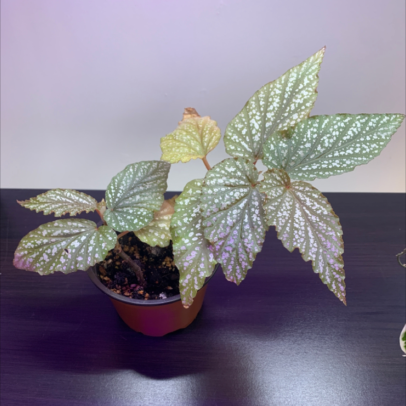 Your plant