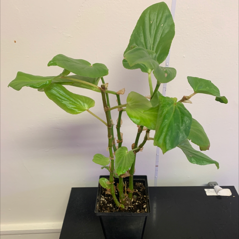 Your plant