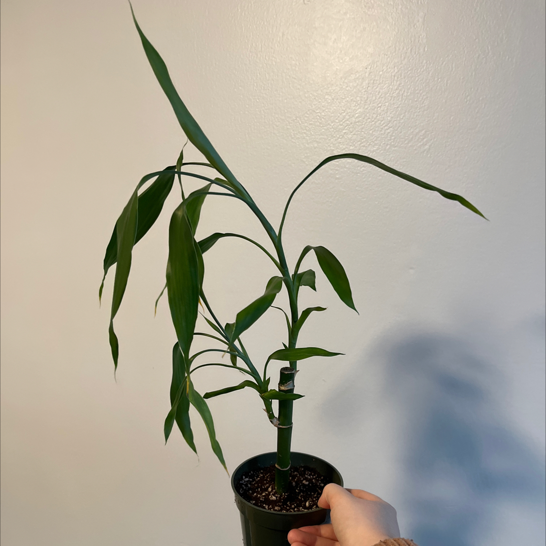 Your plant