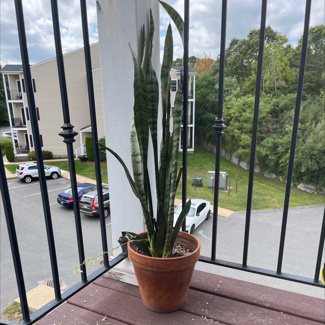 Snake Plant plant photo by @opheliaio named Your plant on Greg, the plant care app.