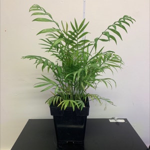 Parlour Palm plant photo by @opheliaio named Your plant on Greg, the plant care app.