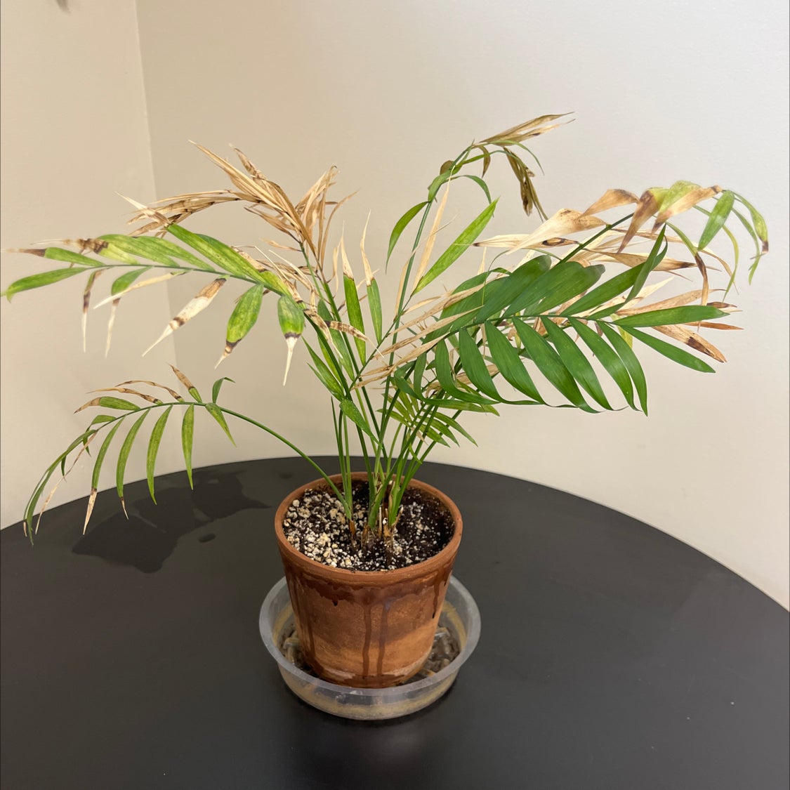 Parlour Palm plant photo by @opheliaio named Your plant on Greg, the plant care app.