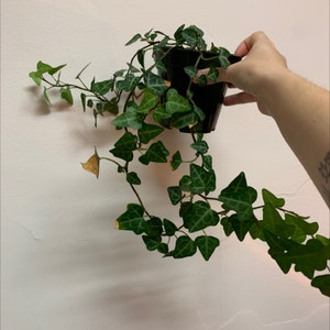 English Ivy plant photo by @opheliaio named Your plant on Greg, the plant care app.