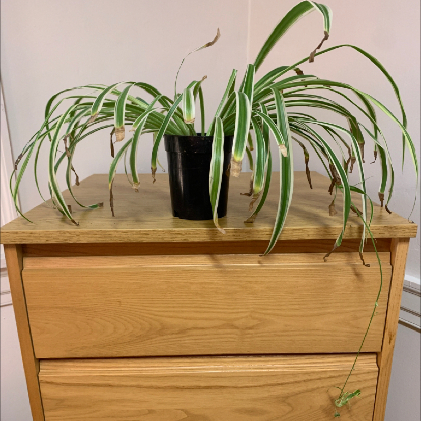 Spider Plant plant photo by @opheliaio named Your plant on Greg, the plant care app.