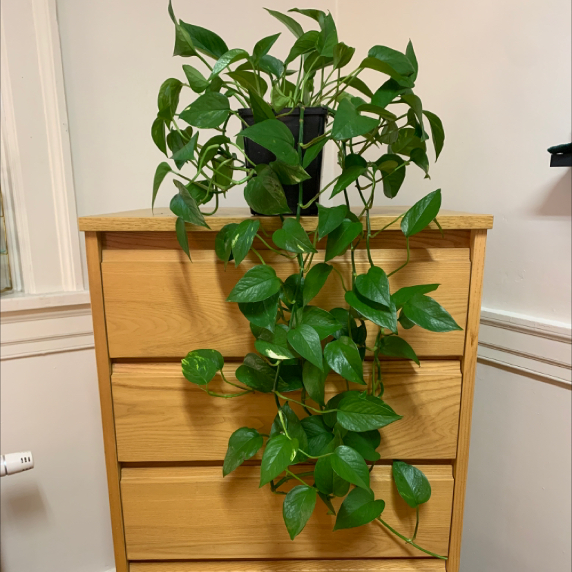 Taro Vine plant photo by @opheliaio named Your plant on Greg, the plant care app.