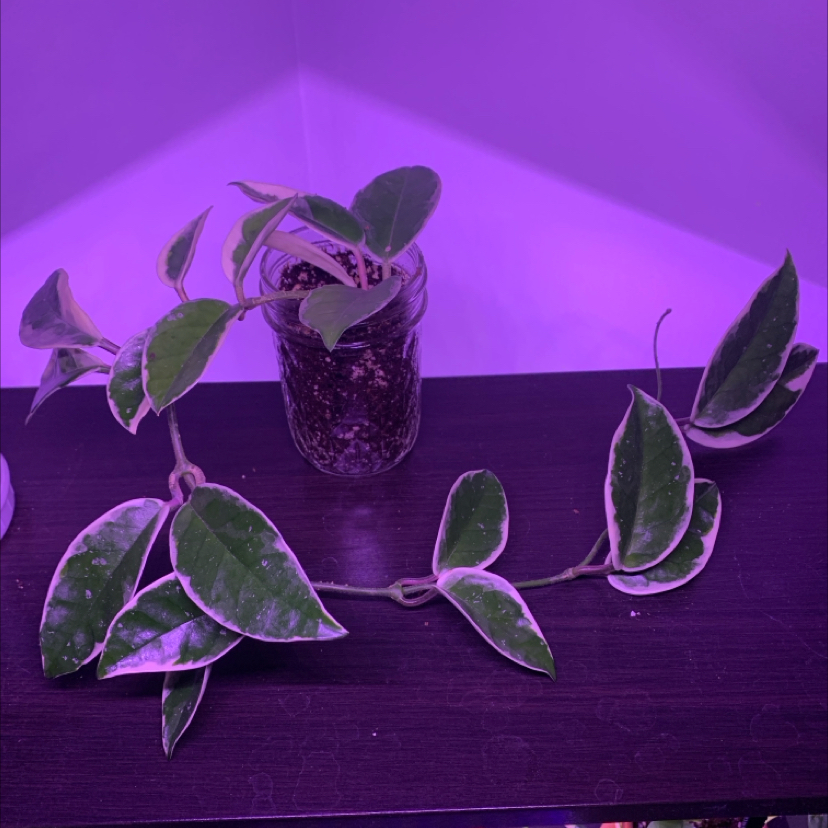 Waxplant plant photo by @opheliaio named Your plant on Greg, the plant care app.