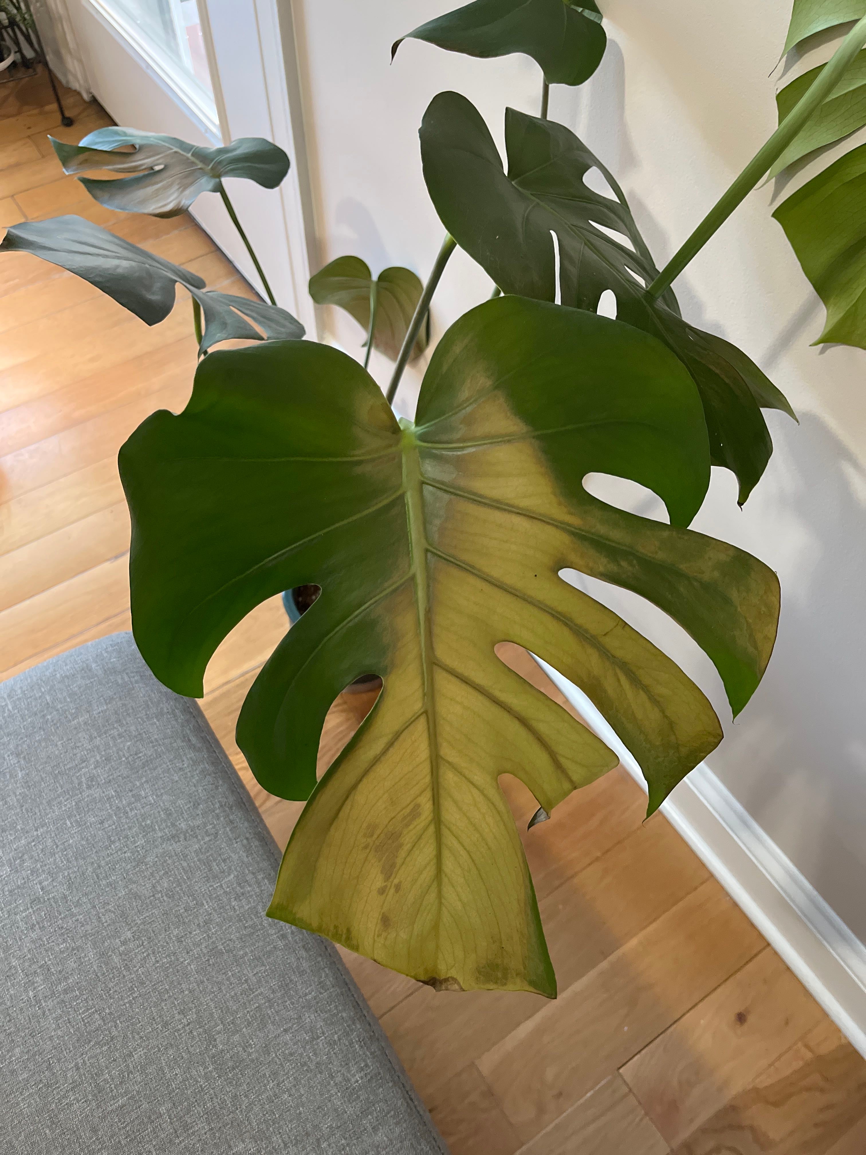 monstera accacoyaguensis 期間限定 着払い monstera accacoyaguensis