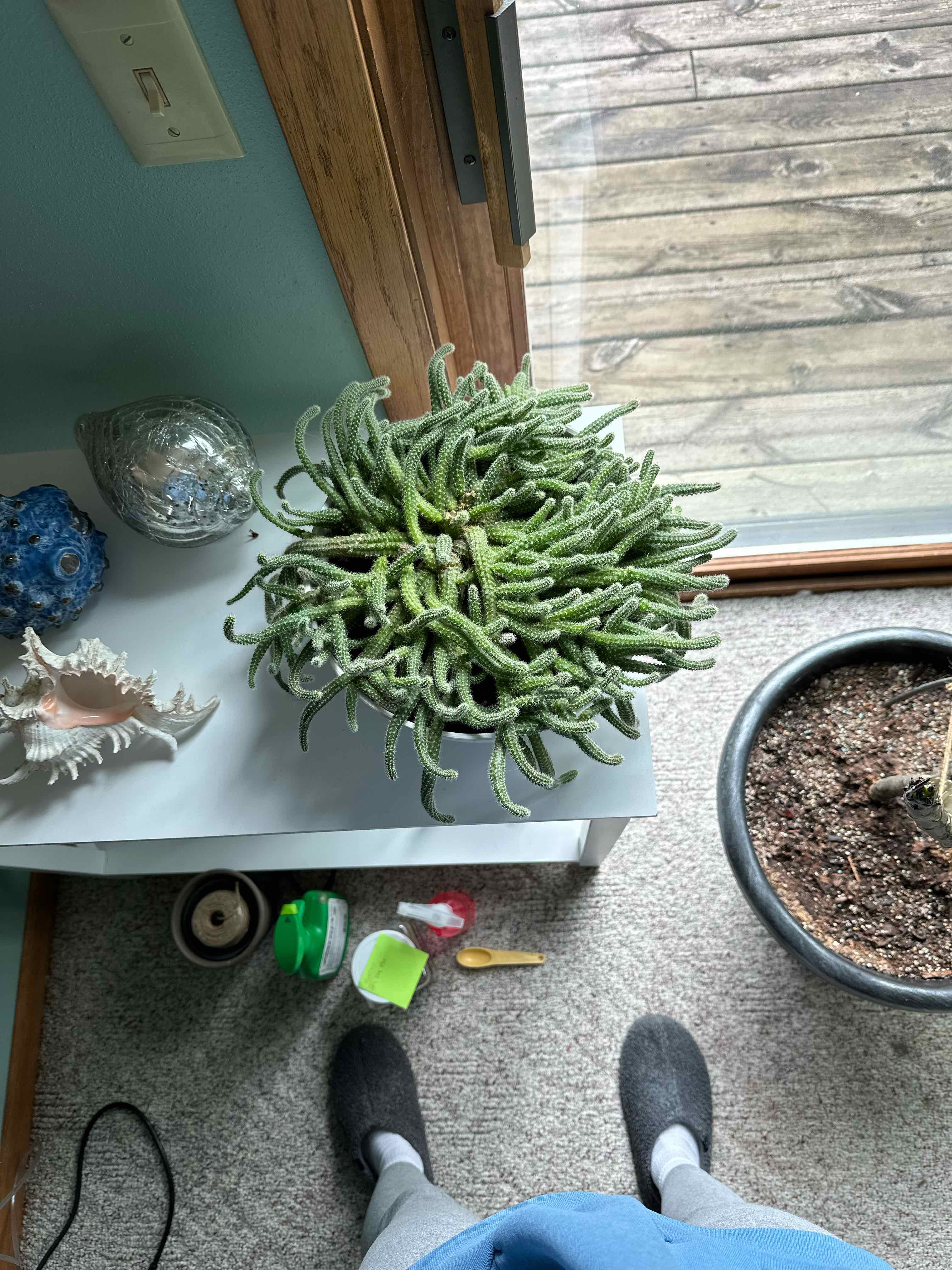 Peanut Cactus plant photo by Dawn named Mama Cactus on Greg, the plant care app.