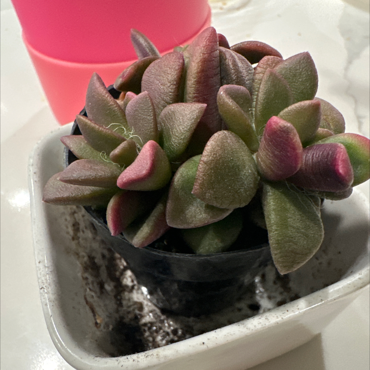 Anacampseros telephiastrum 'Variegata' succulent with green and pink leaves in a small pot.