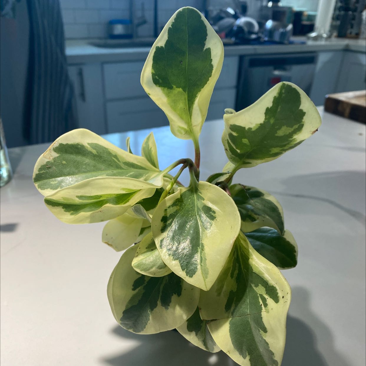 Rainbow Peperomia plant with variegated green and cream leaves on a kitchen counter.