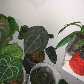 Anthurium forgetii plant in Somewhere on Earth