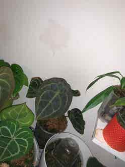 Anthurium forgetii plant