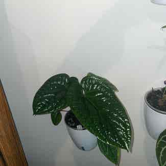 Anthurium Radicans x Luxurians plant in Somewhere on Earth