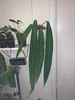Strap Leaf Anthurium plant