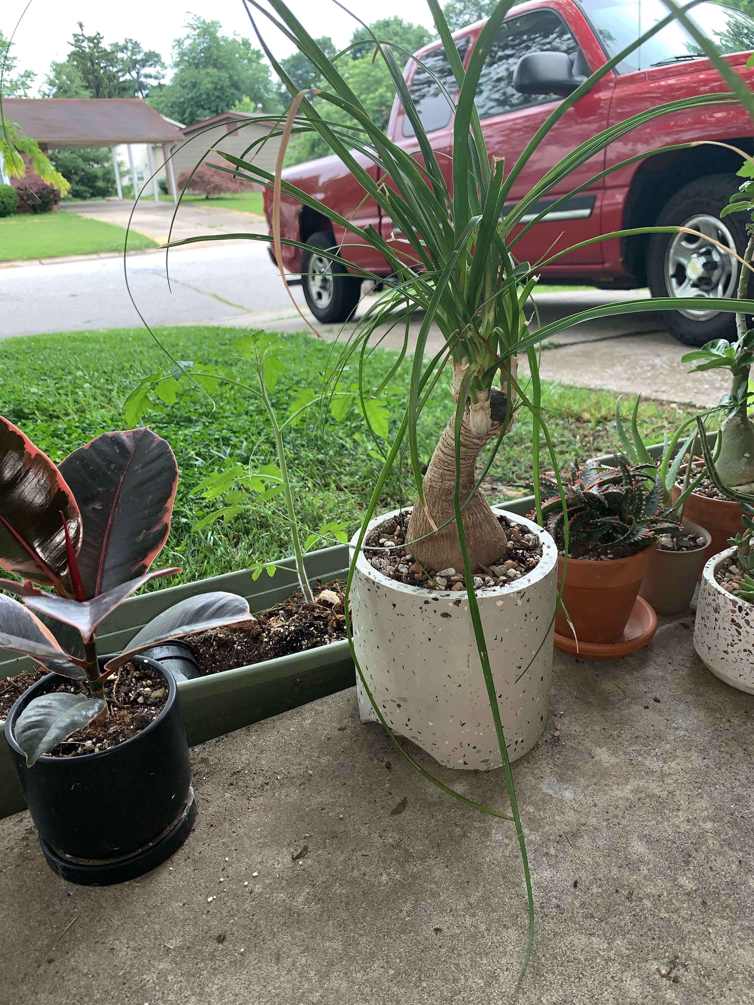 Ponytail Palm plant photo by @karlv93 named Morgan Treeman on Greg, the plant care app.