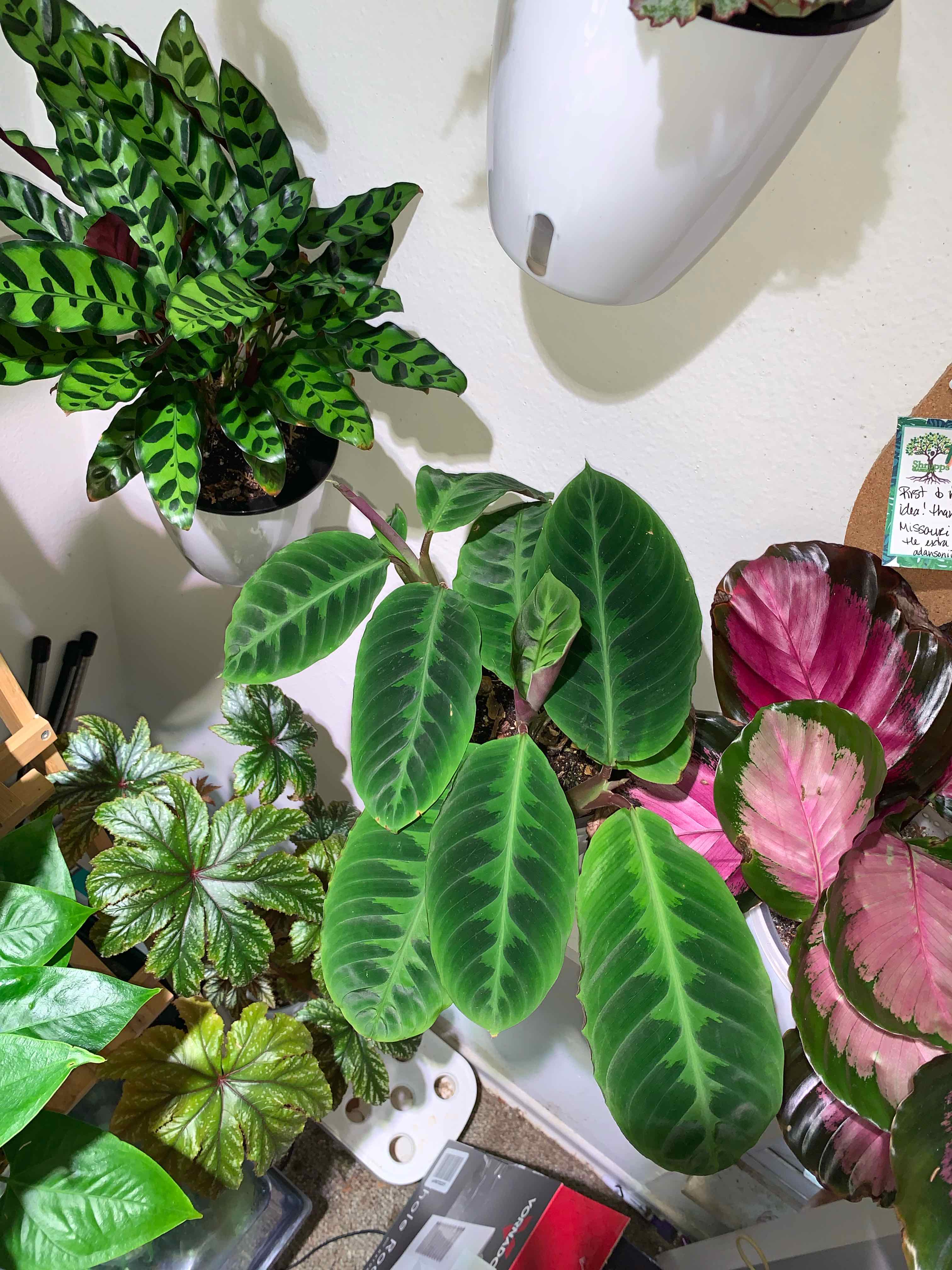 Jungle Velvet plant photo by @karlv93 named Shakira on Greg, the plant care app.