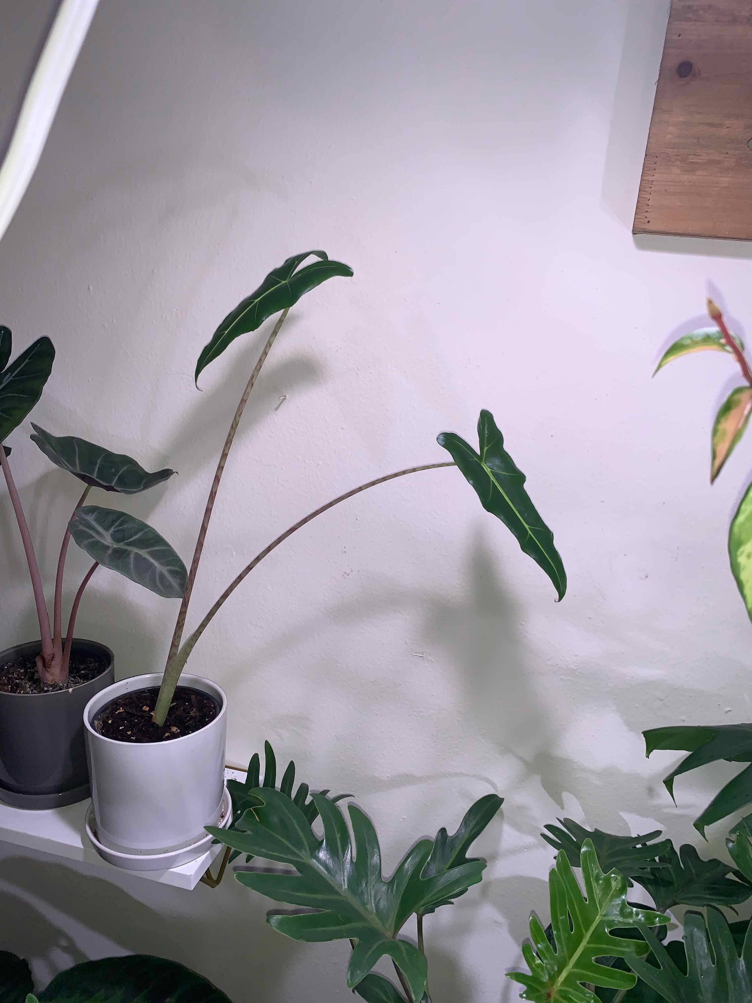 Alocasia 'Sarian' plant in a white pot on a shelf with healthy dark green leaves.
