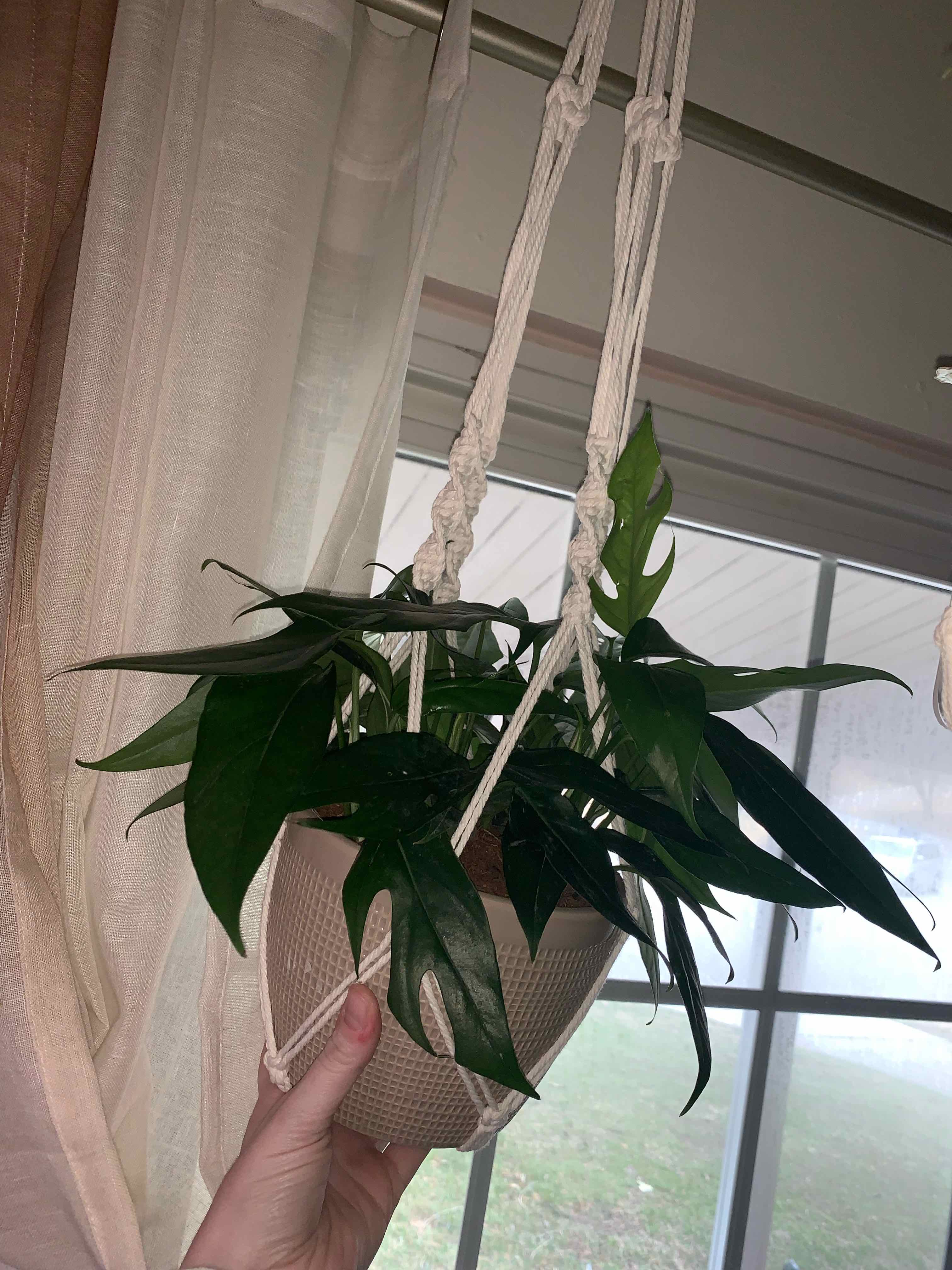 Hanging potted Baltic Blue Pothos plant in a macrame holder with healthy green leaves.