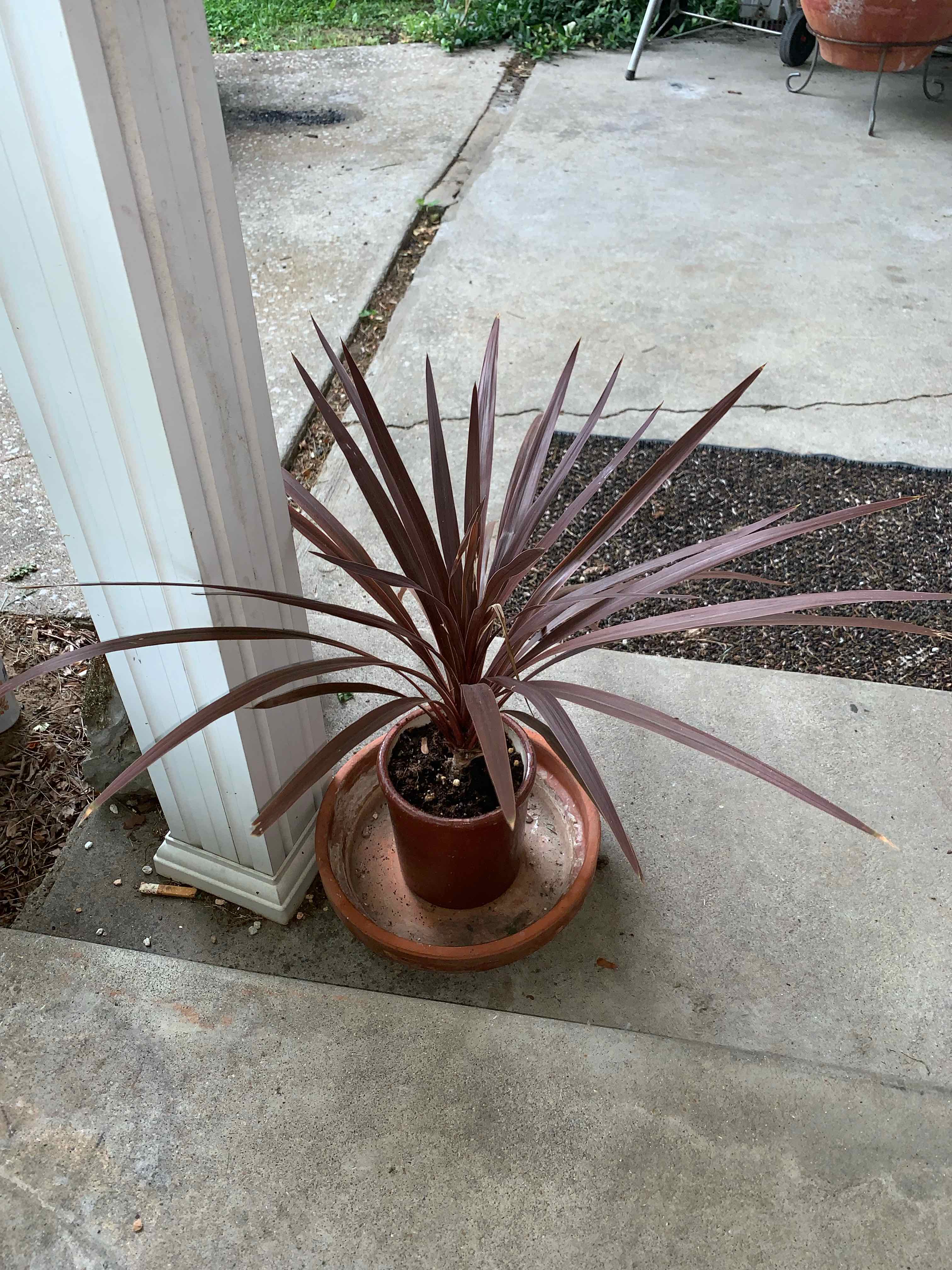 Cordyline fruticosa 'Pink Diamond' plant in a pot on a concrete surface.