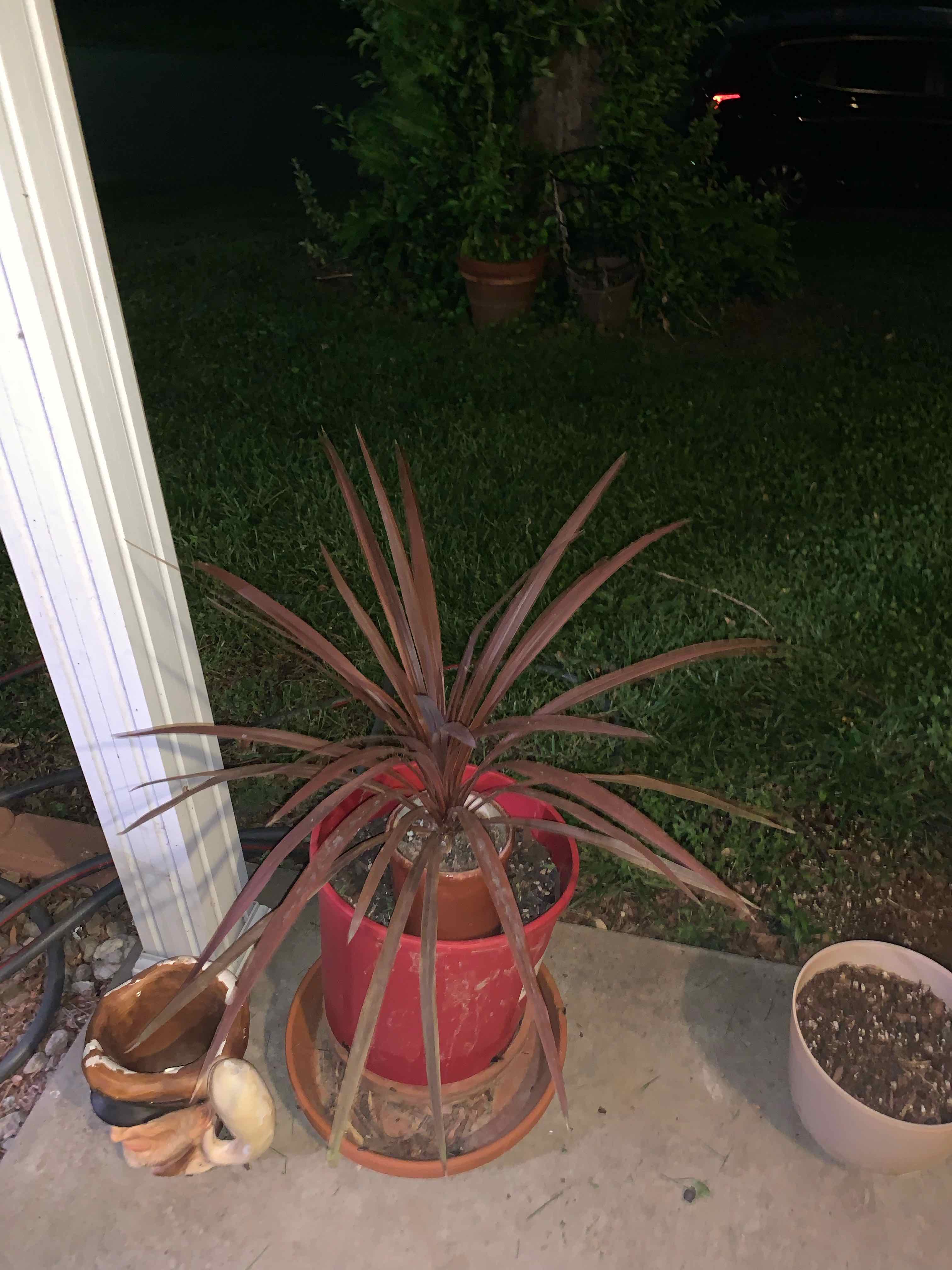 Cordyline fruticosa 'Pink Diamond' plant in a red pot with some browning leaves.