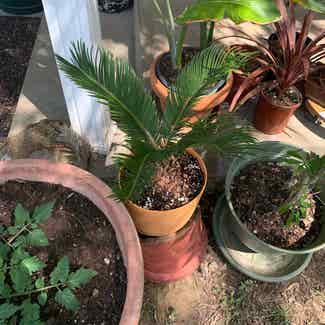Sago Palm plant in Somewhere on Earth