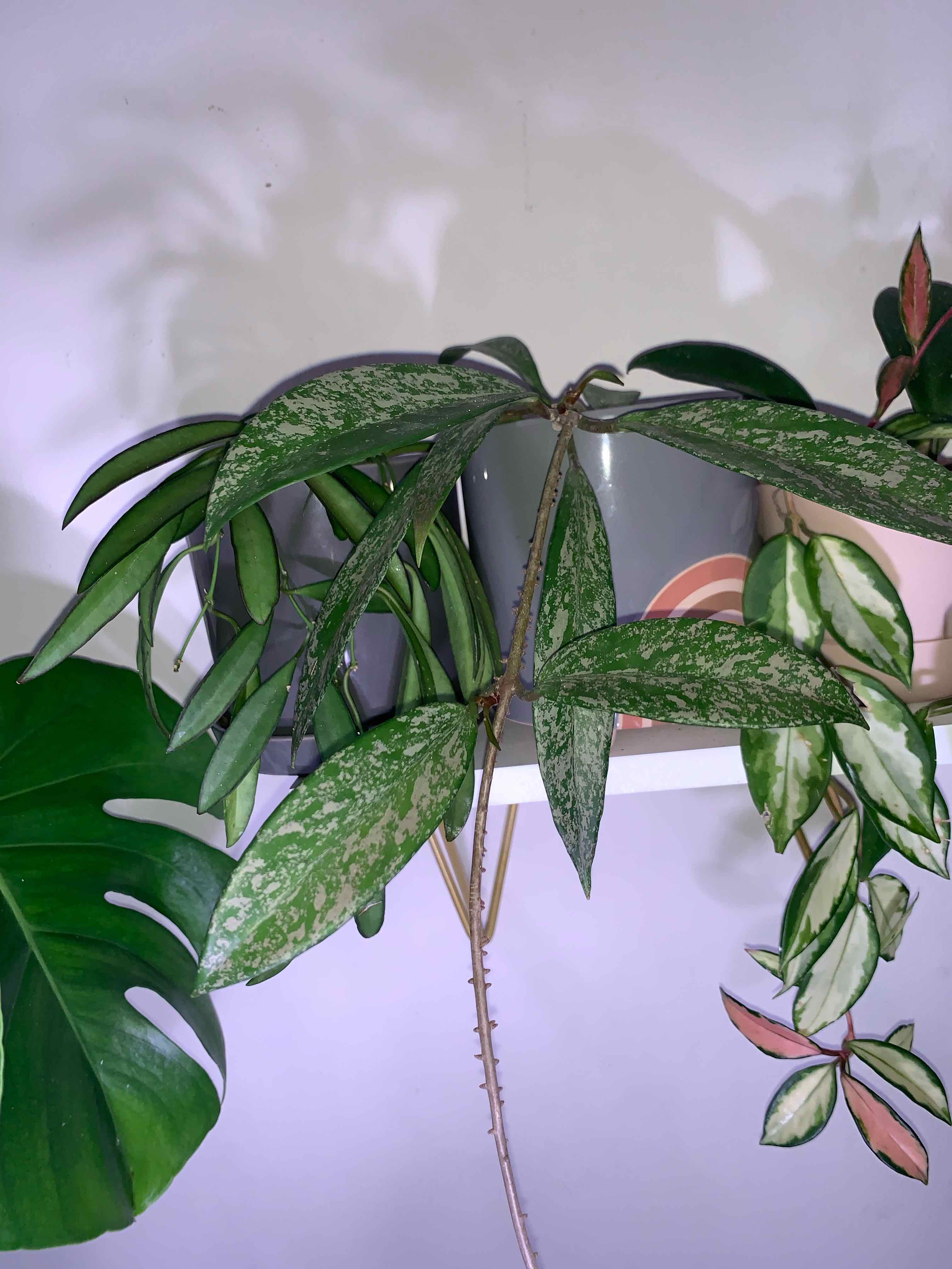 Hoya publicalyx 'Royal Hawaiian Purple' plant with variegated leaves on a shelf with other plants.