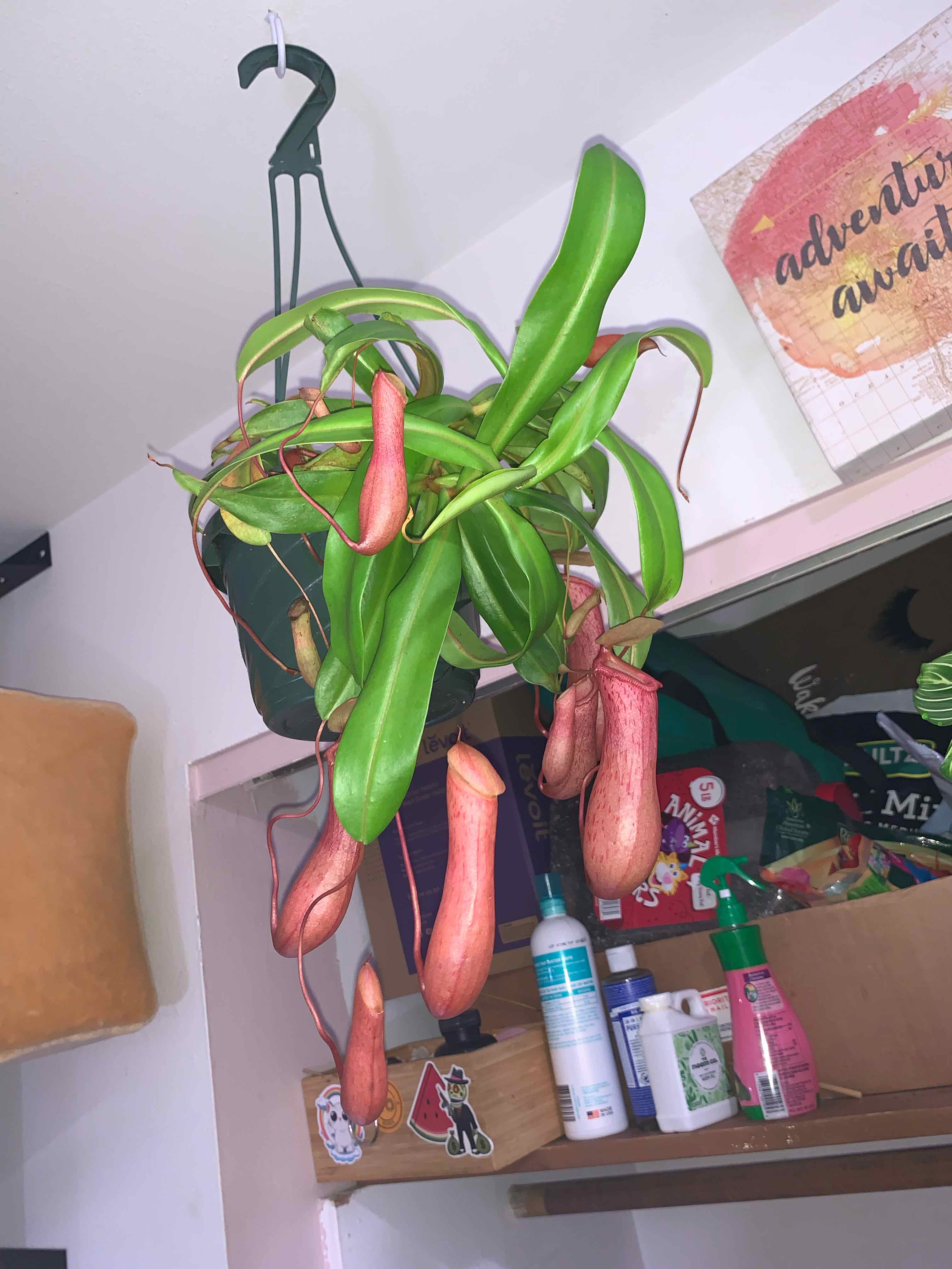 Nepenthes ventricosa Pitcher Plant hanging in a pot with vibrant green leaves and multiple pitchers.