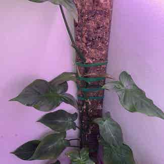 Camposportoanum Velvet Shield plant in Somewhere on Earth