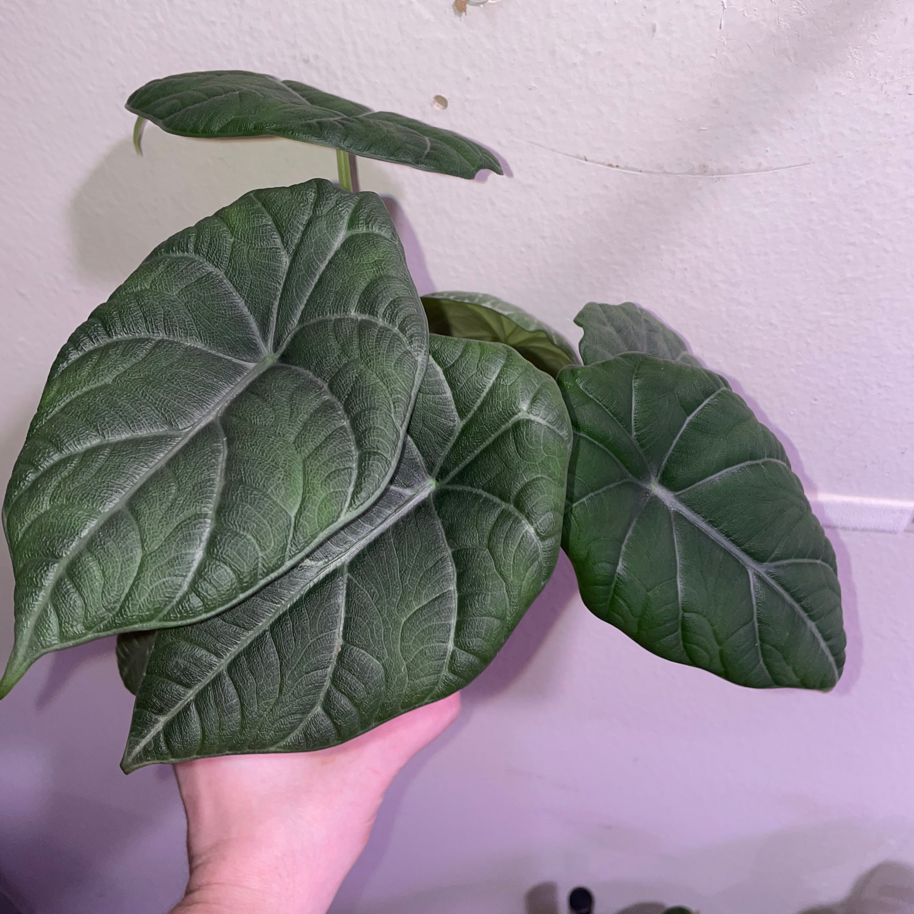 Alocasia 'Maharani' plant with large, textured leaves being held by a hand.
