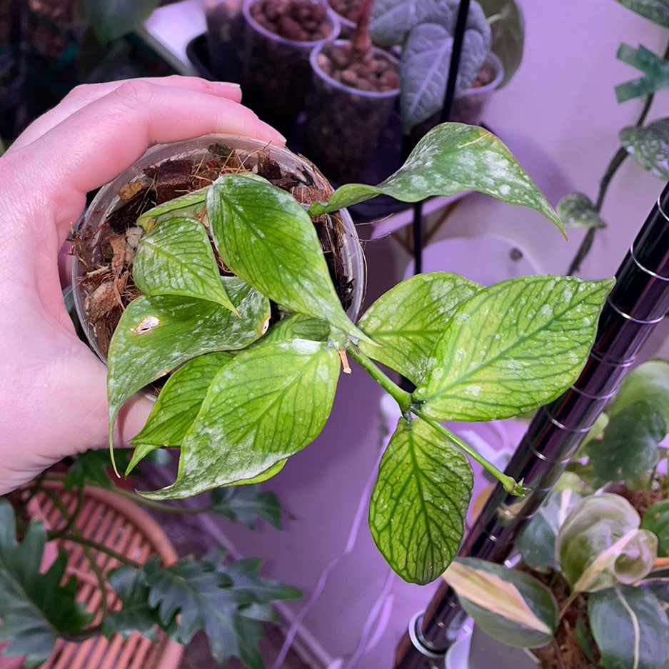 Fishtail Hoya plant held by a hand, showing green variegated leaves.