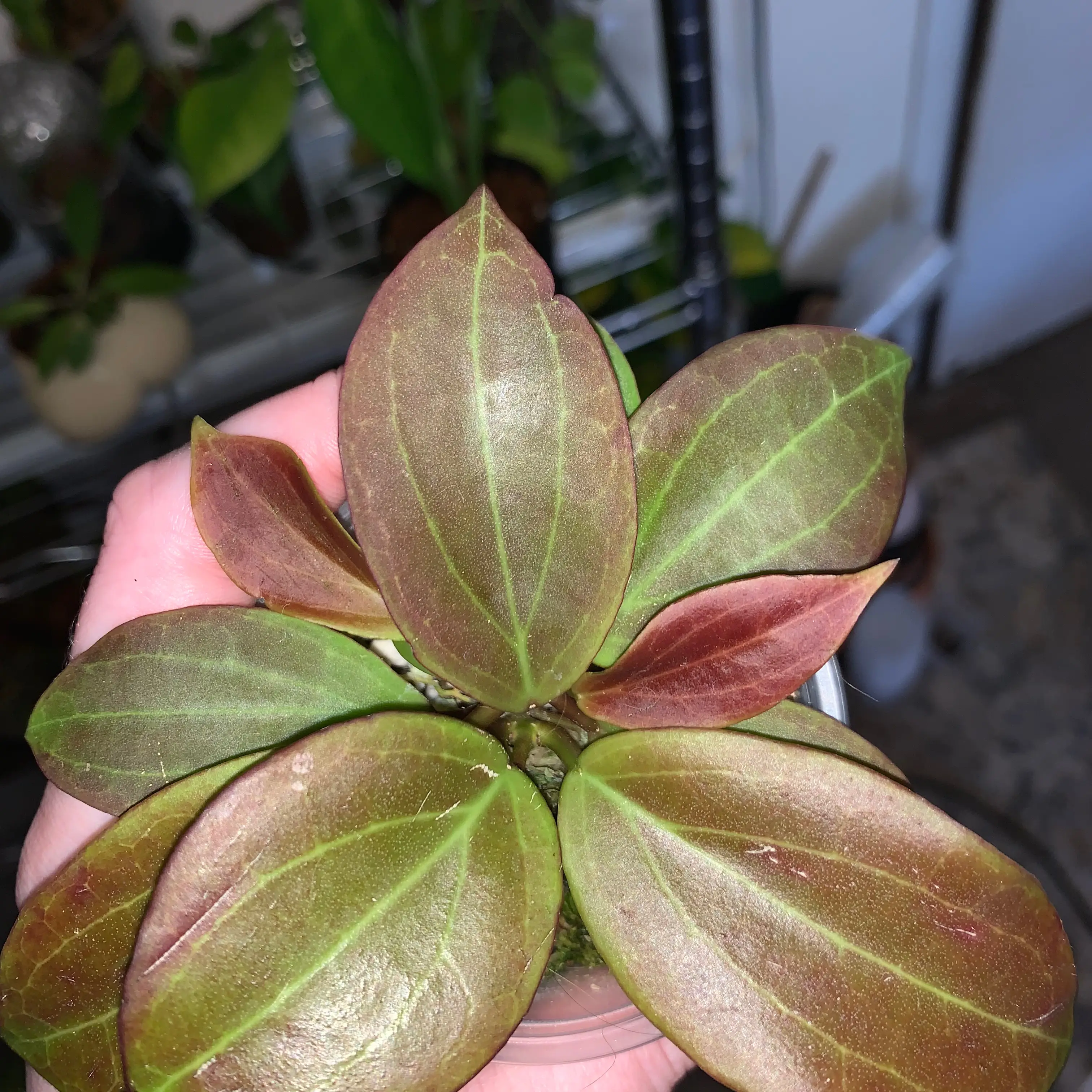 Photo of the plant species Hoya Sp Burma x by @karlv93 named Marley on Greg, the plant care app