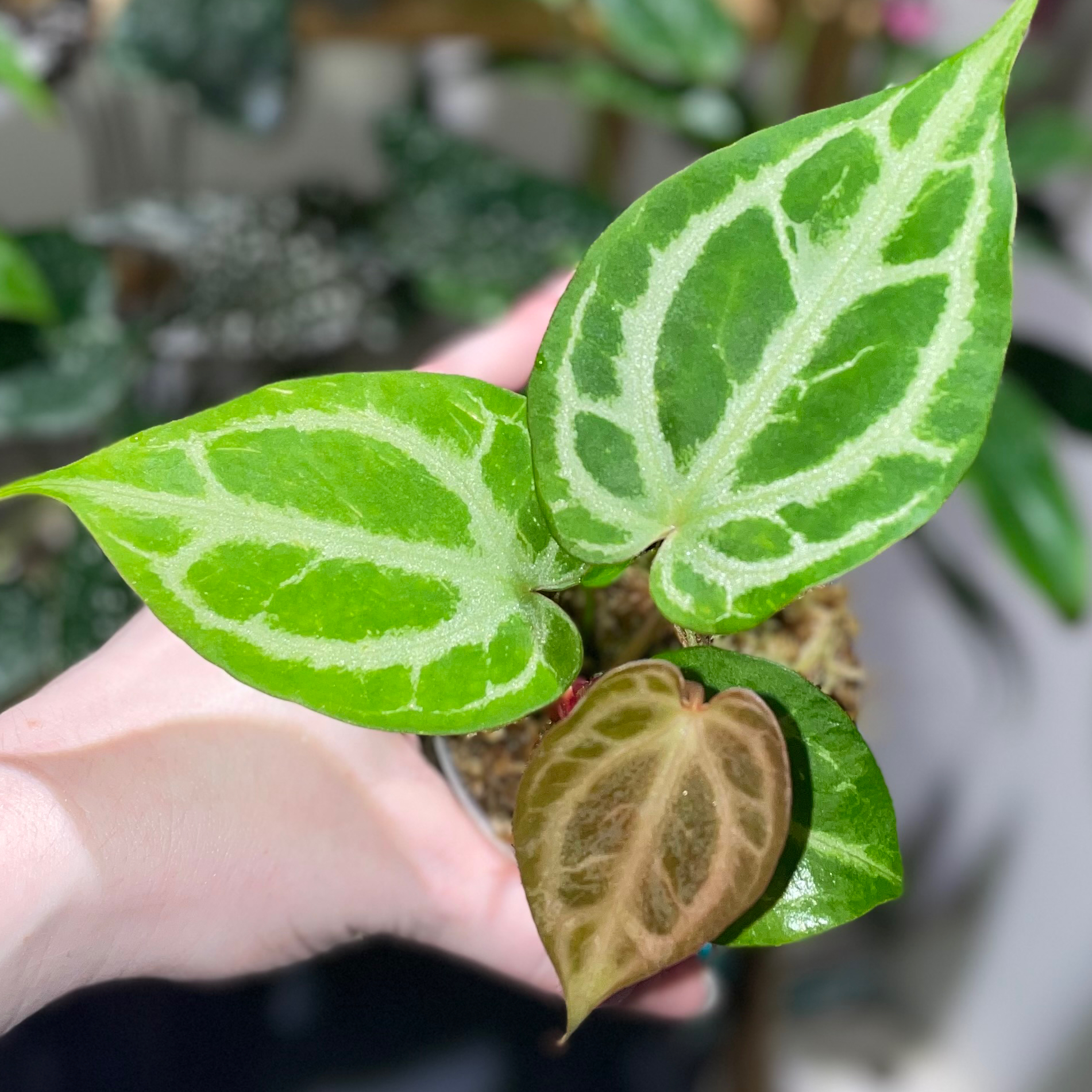 Photo of the plant species Selby's Silver Anthurium by @karlv93 named Selby’s Silver on Greg, the plant care app