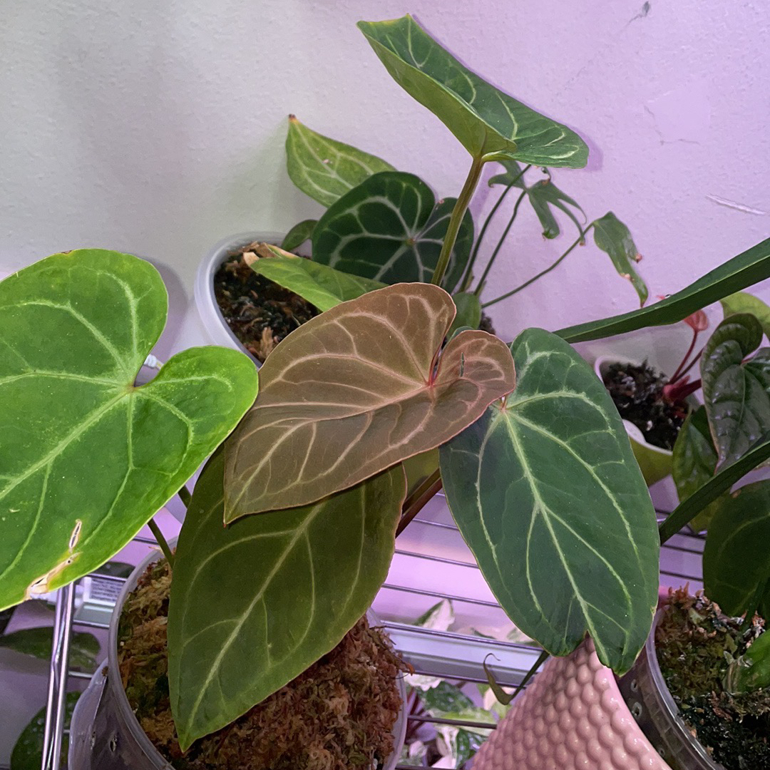 Anthurium magnificum plant with green and brown leaves in a pot, visible soil.
