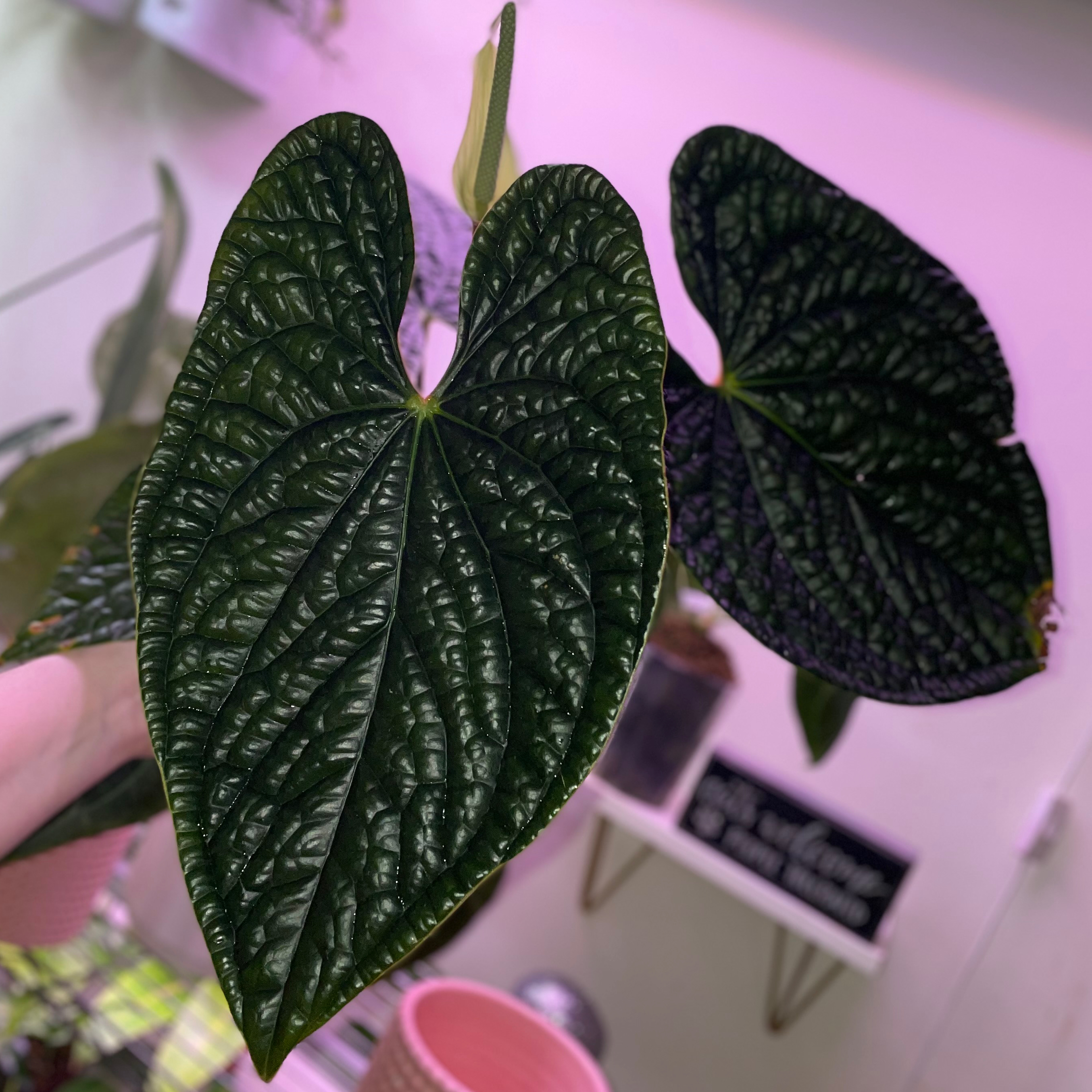Close-up of healthy Anthurium Luxurians leaves with a textured, veined appearance.