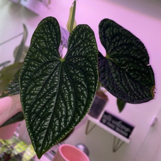 Anthurium Luxurians plant in Somewhere on Earth