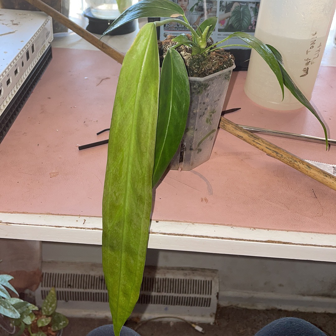 Photo of the plant species Anthurium Wendlingeri by @karlv93 named Wendy on Greg, the plant care app