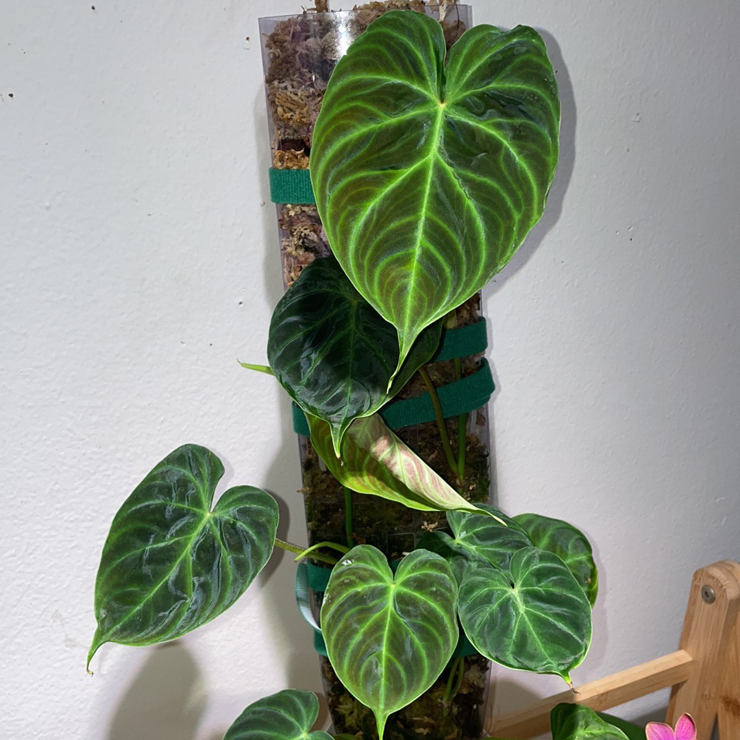 Healthy Ecuador Philodendron with vibrant green leaves climbing a support structure.