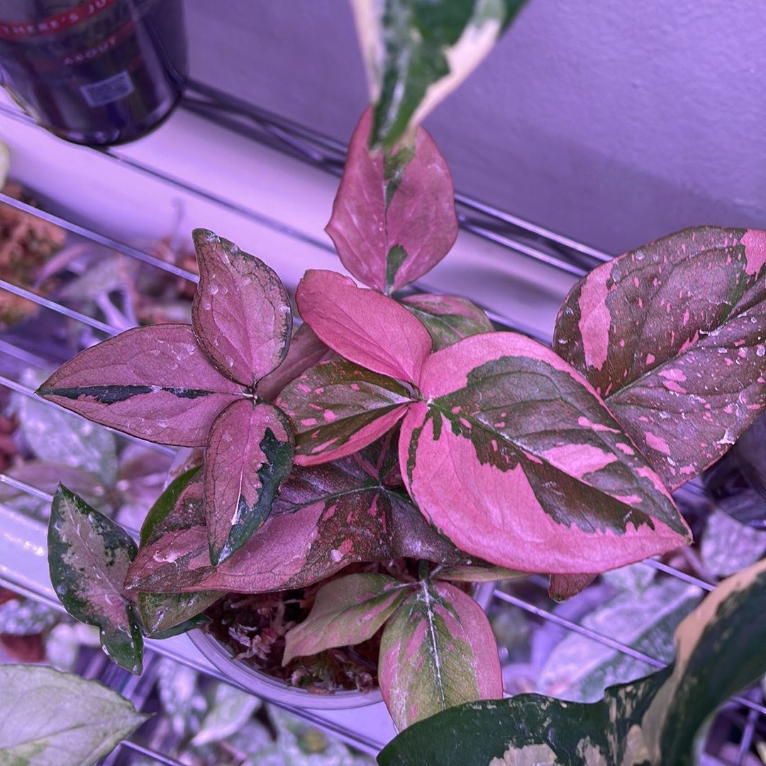 Pink Splash Arrowhead Vine with vibrant pink and green variegated leaves.