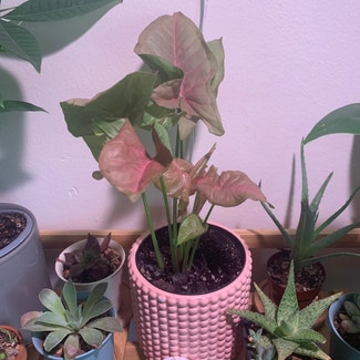 Pink Syngonium plant in Somewhere on Earth