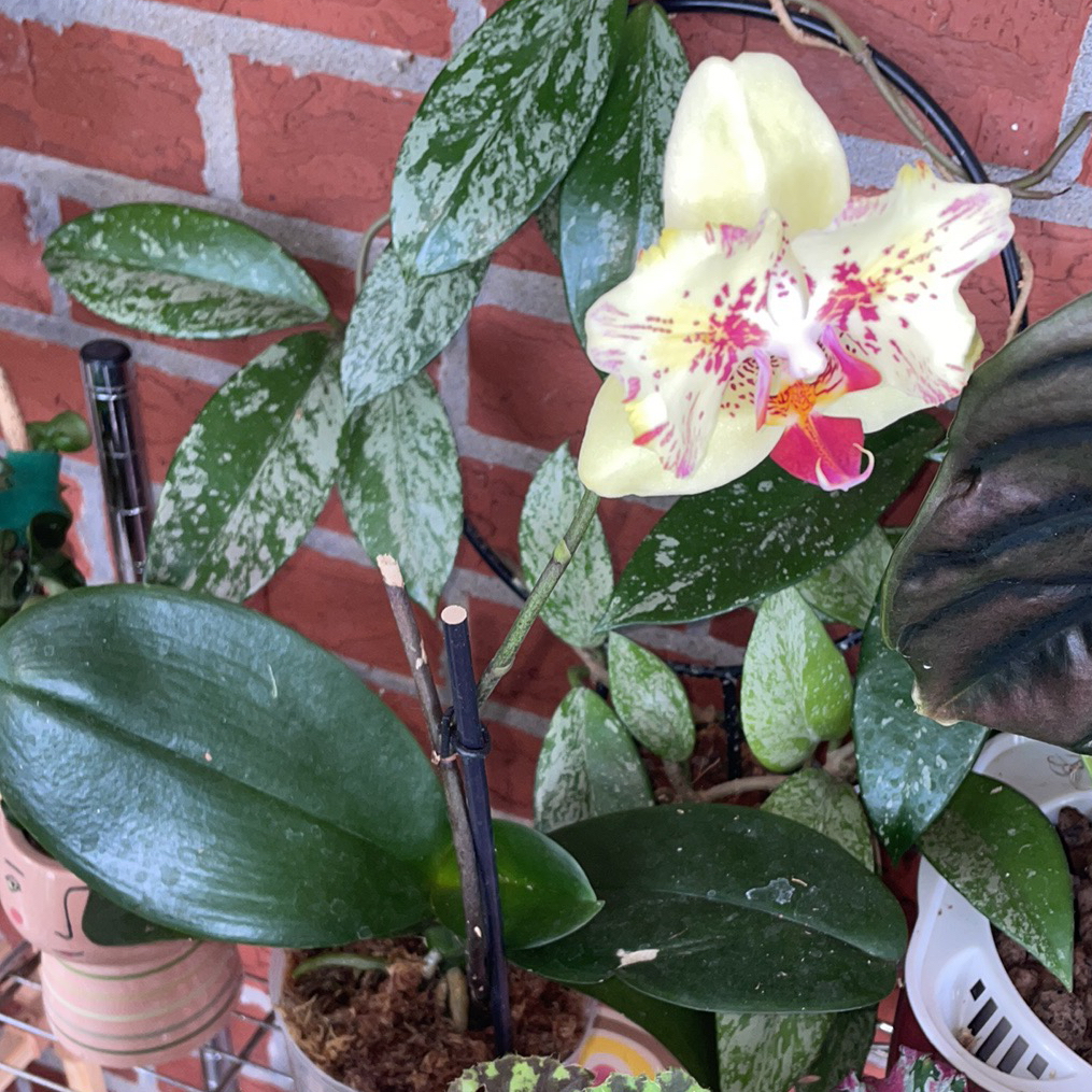 Photo of the plant species FANGtastic Peloric Orchid by @karlv93 named Kim K on Greg, the plant care app