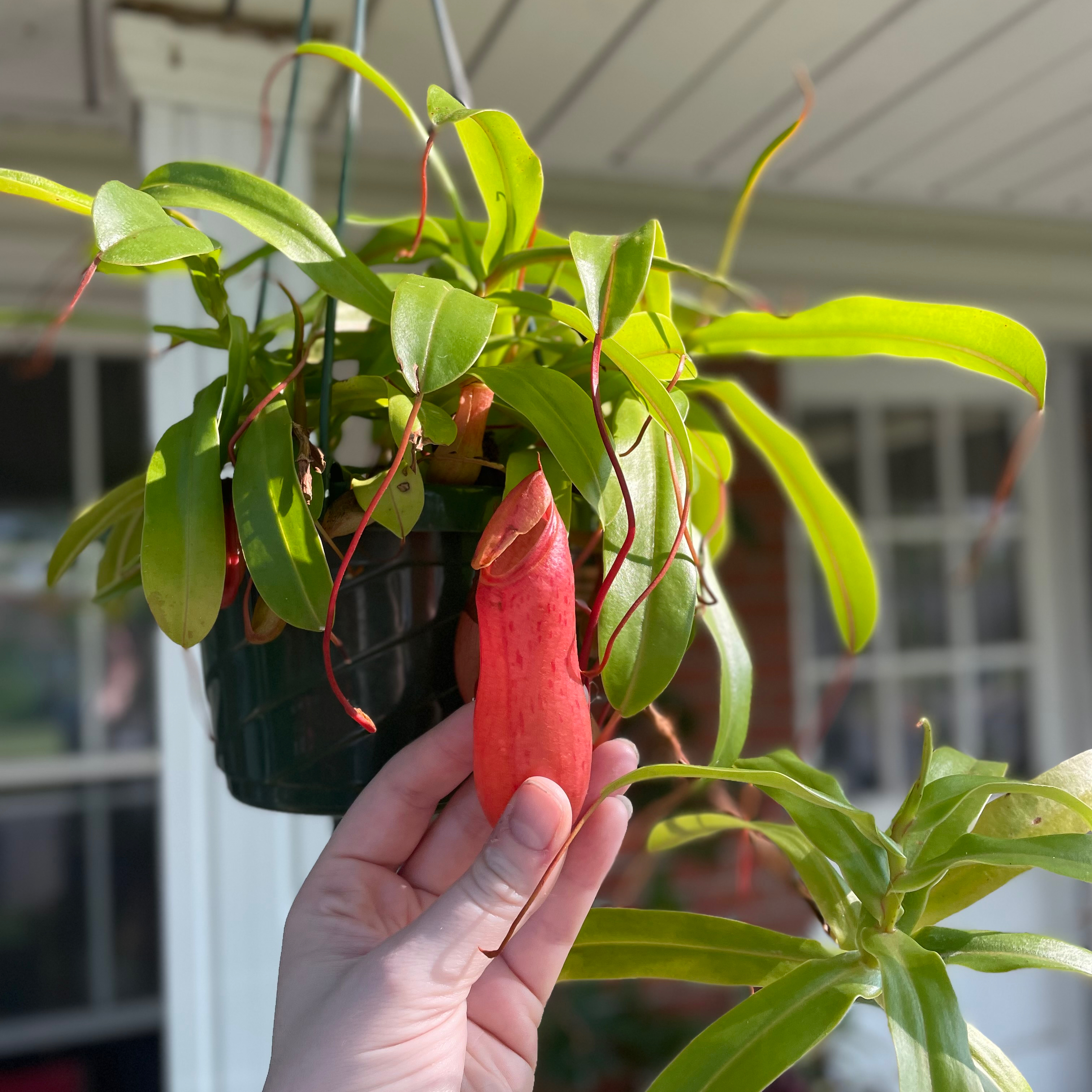 Nepenthes ventricosa Pitcher Plant in a hanging pot with a hand holding a red pitcher.