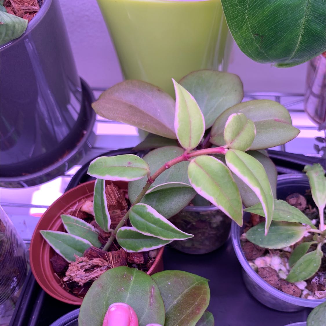 Hoya macrophylla 'Albomarginata' plant with variegated leaves, visible soil, and a hand holding a leaf.