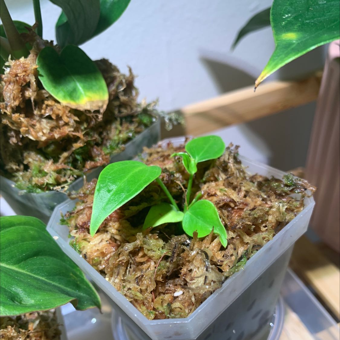 Why Are My Anthurium veitchii Leaves Curling?