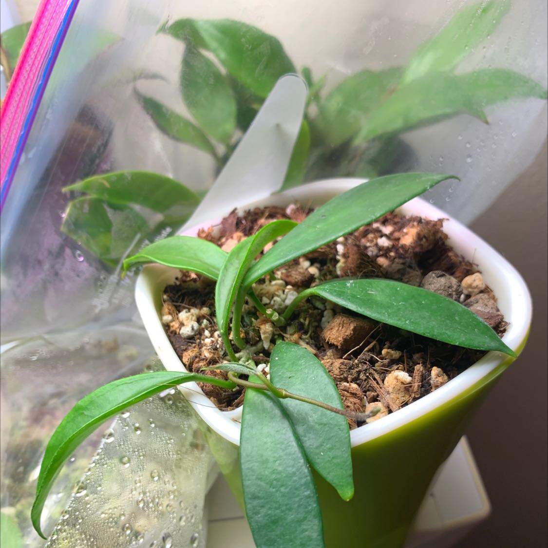 Photo of the plant species Hoya Stoneiana by @karlv93 named Stoney on Greg, the plant care app