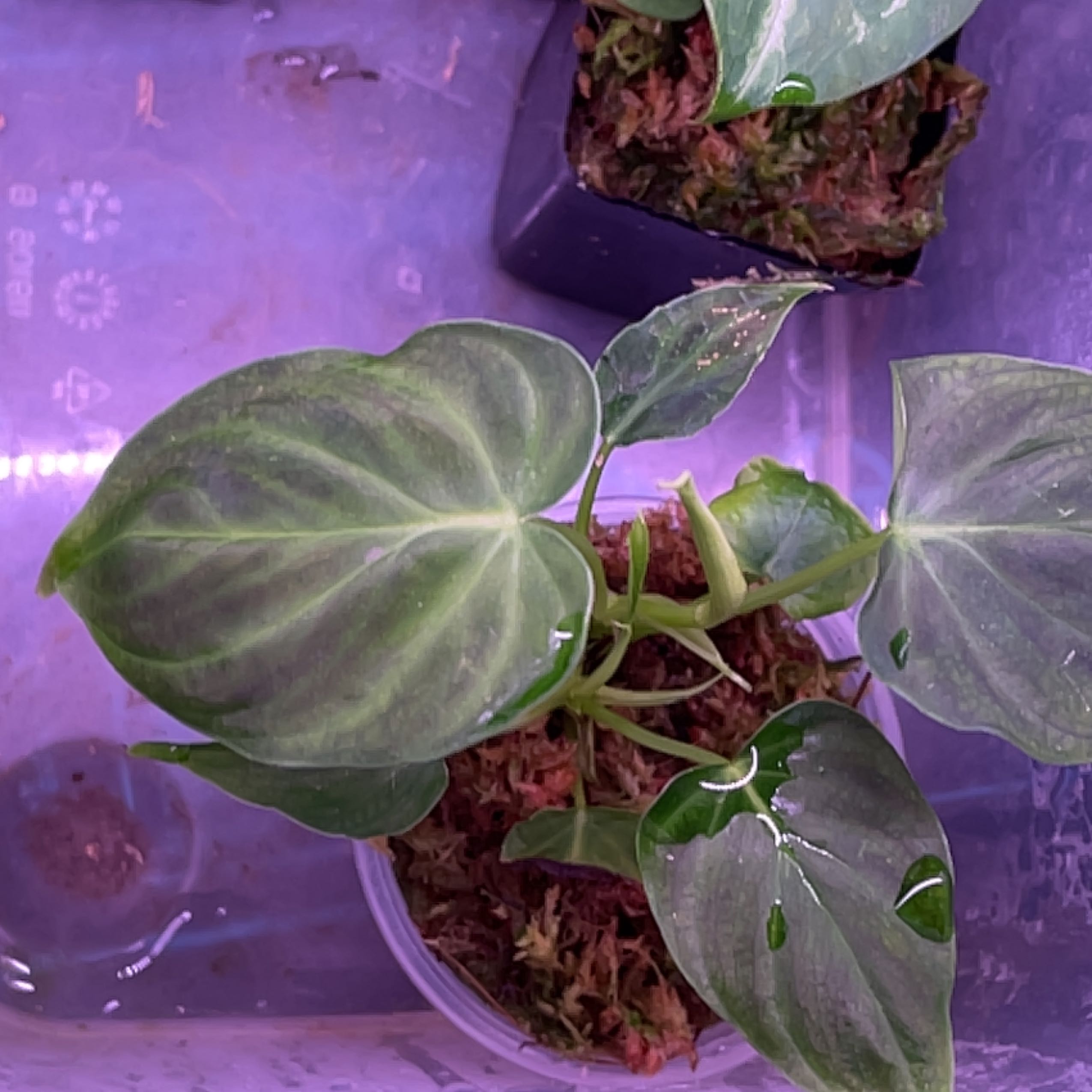 Ecuador Philodendron plant with green leaves and visible soil in a container.