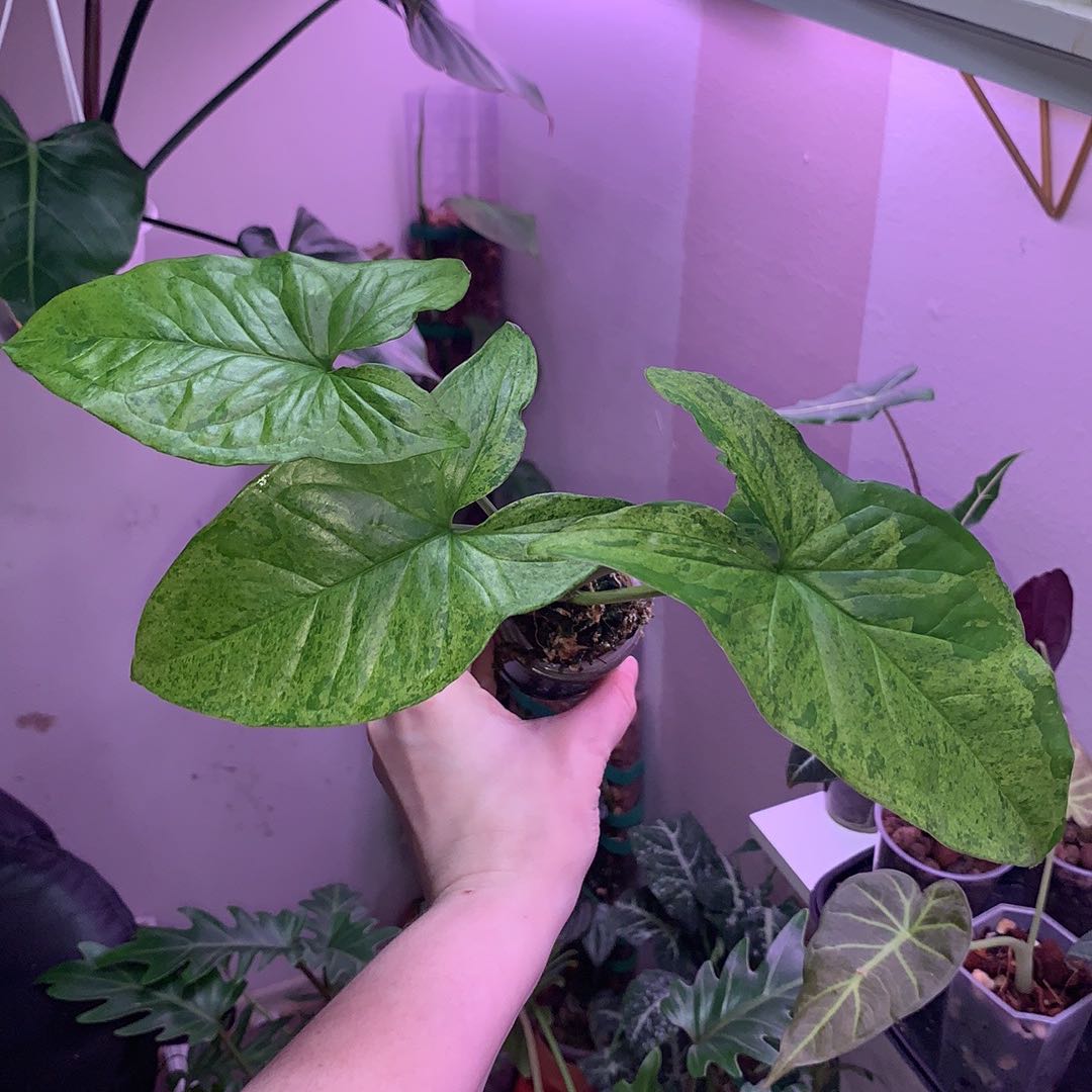 Syngonium podophyllum 'Mojito' plant with green mottled leaves held by a hand.