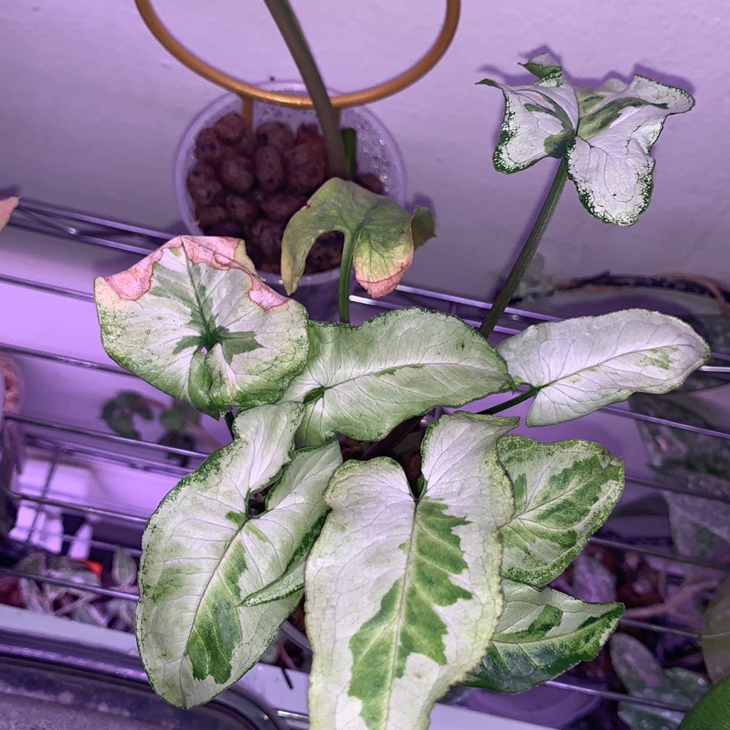 Three Kings Syngonium plant with variegated leaves and some browning at the edges.